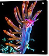 Beautiful Red-lined Flabellina Acrylic Print