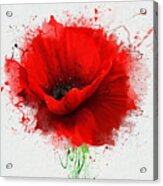 Beautiful Red Poppy Closeup On A White Acrylic Print