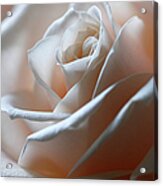 Beautiful Rose Close-up Acrylic Print