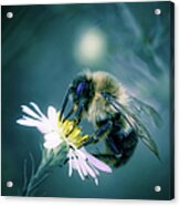 Bee On Flower Acrylic Print
