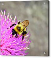 Bee On Pink Bull Thistle Acrylic Print