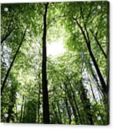 Beech Forest In Spring Acrylic Print
