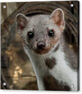 Beech Marten Acrylic Print