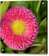 Bellis Daisy Flower Close Up In Spring Time Acrylic Print