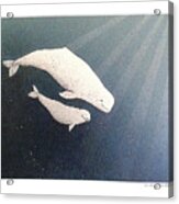 Beluga And Calf Acrylic Print