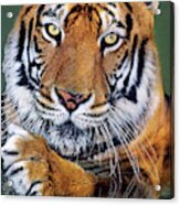 Bengal Tiger Portrait Endangered Species Wildlife Rescue Acrylic Print
