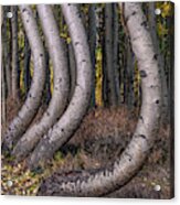 Bent Out Of Shape Acrylic Print