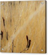 Big Bend Grass No. 1 Acrylic Print