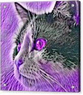 Big Head Tuxedo Cat Purple Eyes Acrylic Print