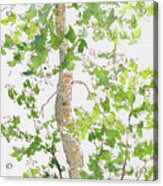 Birch Tree Deep Woods Waskesiu Acrylic Print