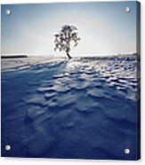 Birch Tree In Winter Landscape Acrylic Print