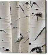 Birch Trees In A Row Close-up Of Trunks Acrylic Print