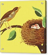Bird And Bird's Nest On A Branch Acrylic Print