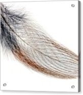 Bird Feather Acrylic Print