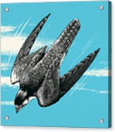 Bird In Flight Acrylic Print