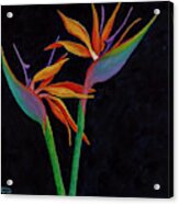 Bird Of Paradise 2 Acrylic Print