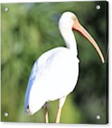 Bird Of Paradise Acrylic Print