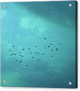 Birds In The Sky Acrylic Print