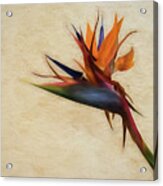 Birds-of-paradise Flower Acrylic Print
