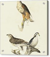 Birds Of Prey Ii Acrylic Print