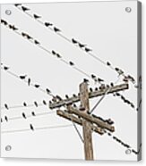 Birds Perched On Wires Acrylic Print