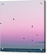 Captive Island Sunset Seabirds Circling Acrylic Print