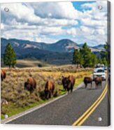 Bison Grazing, Yellowstone Np, Wy Acrylic Print