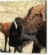 Bison In North Dakota Acrylic Print