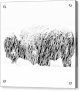 Bison In Painted Snow Acrylic Print