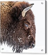 Bison In Winter Acrylic Print