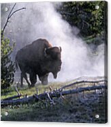 Bison Near A Hot Spring, Yellowstone Acrylic Print