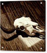 Bison Skull 006 Acrylic Print