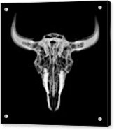 Bison Skull X-ray 01bw Acrylic Print