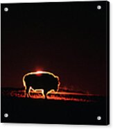Bison Slhouetted At Sunrise Acrylic Print