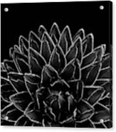 Black Agave Chic #1 #succulent #decor #art Acrylic Print