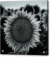Black And White Closeup Of A Sunflower In A Field At Dusk Acrylic Print