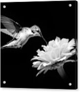 Black And White Hummingbird And Flower Acrylic Print