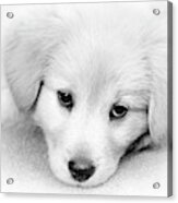 Black And White Puppy Portrait Acrylic Print