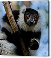 Black-and-white Ruffed Lemur Acrylic Print
