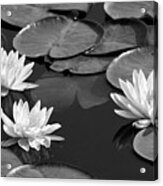 Black And White Water Lilies Acrylic Print