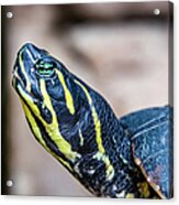 Black And Yellow Water Turtle Portrait Acrylic Print