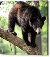 Black Bear In Dogwood Tree Acrylic Print