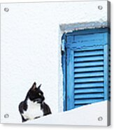 Black Cat Sitting Near Blue Shutter Acrylic Print
