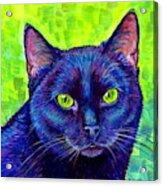 Black Cat With Chartreuse Eyes Acrylic Print