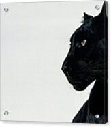 Black Panther Panthera Pardus, Profile Acrylic Print