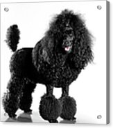 Black Poodle Acrylic Print