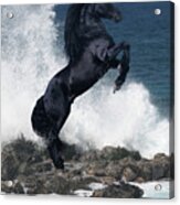 Black Stallion Acrylic Print