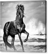Black Stallion On Beach Acrylic Print