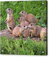 Black-tailed Prairie Dog Family At Den Acrylic Print