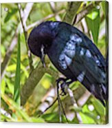 Blackbird In A Tree Acrylic Print